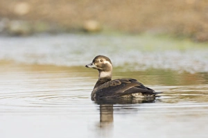 Wildfowl Prints: 02463dt