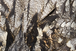 Nightjar Prints: 02467dt