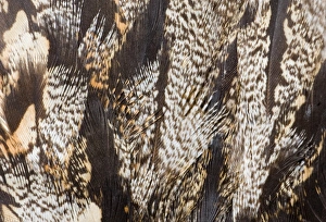 Nightjar Prints: 02468dt