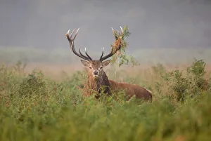 Red Deer stag during the rut Richmond Park London