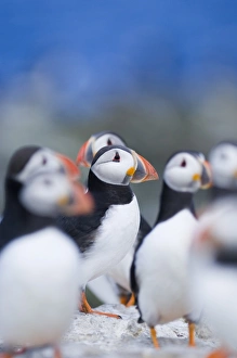 Seabird Prints: 02510dt