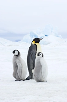 Emperor Penguin Aptenodytes fosteri adult Weddell Sea near Snow Hill Island Antarctica