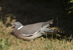 Wood Pigeon Columba palumbus Norfolk