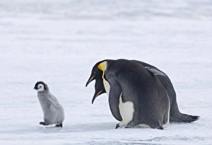 Emperor Penguin Aptenodytes forsteri adult Snow Hill Island Antarctica November
