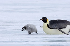 Emperor Penguin Aptenodytes forsteri adult Snow Hill Island Antarctica November