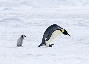 Emperor Penguin Aptenodytes fosteri adult Weddell Sea near Snow Hill Island Antarctica