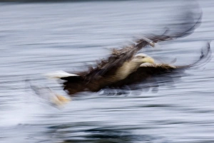 Motion Blur Prints: 02555dt