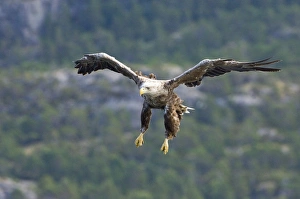 Eagle Prints: 02558dt