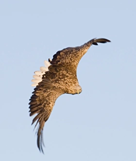 Raptor Prints: 02564dt