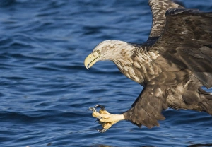 Eagle Prints: 02573dt