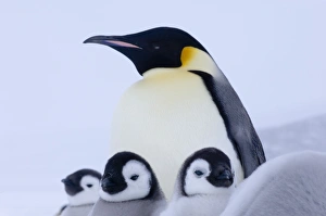 Emperor Penguin Aptenodytes forsteri adult Snow Hill Island Antarctica November