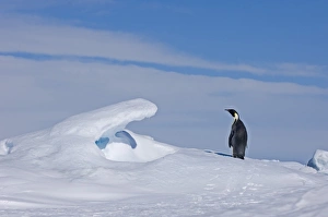 Emperor Penguin Aptenodytes forsteri Snow Hill Island Weddell Sea Antarctica November