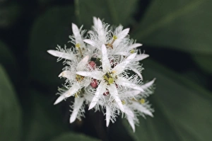 Plant Prints: 02854dt