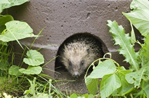 Mammal Prints: 02856dt