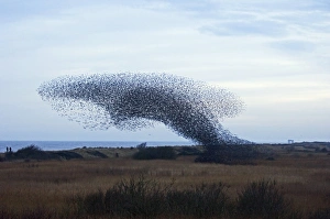 Roost Prints: 02860dt