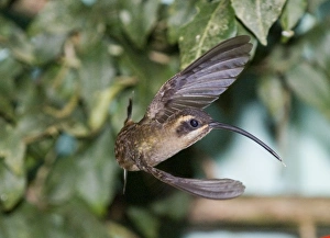 Hummingbird Prints: 02862dt
