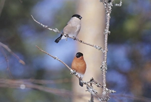 Finch Prints: 02877dt