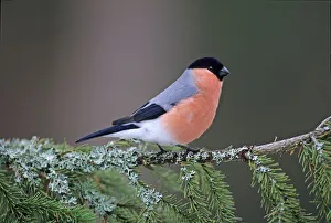 Finch Prints: 02879dt
