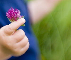 10 month old boys hand clutching clover summer UK