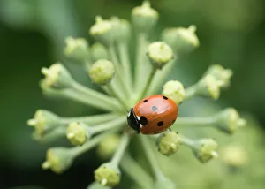 7 - Spot Labybird Coccinela 7-punctata on ivy in garden Norfolk September 7 - Spot Labybird Coccinela 7-punctata on ivy in garden Norfolk September