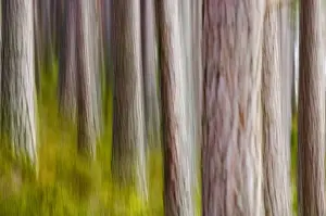 Trees Prints: Abstract of Caledonian Pine Forest Abernethy Scotland