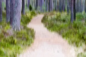 Trees Prints: Abstract of path running through Caledonian Pine Forest Abernethy Scotland