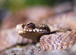 Adder Dorset August