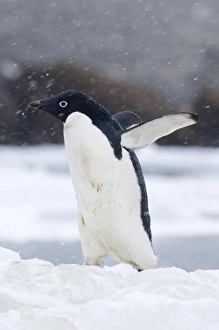 Adelie Penguin in a blizzard, Antarctica