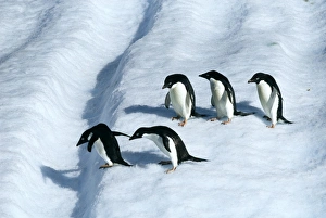 Adelie Penguin, Pygoscelis adeliae, adults on iceberg off Paulet Island, Weddell Sea Adelie Penguin, Pygoscelis adeliae, adults on iceberg off Paulet Island, Weddell Sea