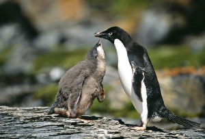 Adelie Penguin, Pygoscelis adeliae, chick begging for food from parent, Antarctic Peninsula