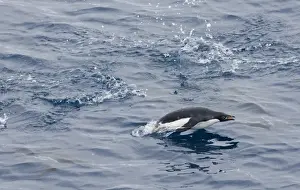 Images Dated 9th November 2006: Adelie Penguin Pygoscelis adeliae porpoising Weddell Sea Antarctica November