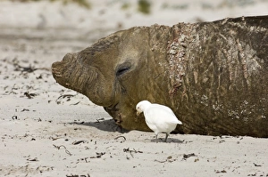 Adult Pale-faced Sheathbill Chionis alba feeding around Southern Elephant Seal Sea Adult Pale-faced Sheathbill Chionis alba feeding around Southern Elephant Seal Sea