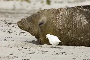 Images Dated 13th November 2006: Adult Pale-faced Sheathbill Chionis alba feeding around Southern Elephant Seal Sea