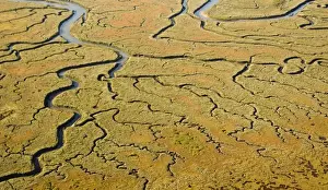 Coast Prints: Aerial view of saltmarsh near Scolt Head on North Norfolk coast