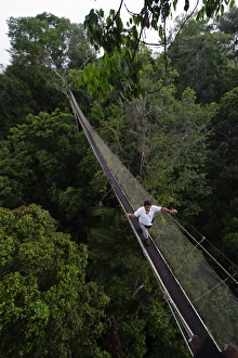 Aerial walkway through Rainforest canopy Exploramo Lodge Iquitos Region River Amazon Peru