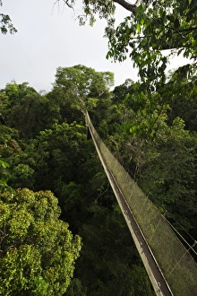 Aerial walkway through Rainforest canopy Exploramo Lodge Iquitos Region River Amazon Peru Aerial walkway through Rainforest canopy Exploramo Lodge Iquitos Region River Amazon Peru