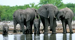 Trending: African Elephants at water hole, Etosha NP, Namibia, South Africa