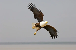 African Fish Eagle Hallaeetus vocifer Lake Baringo Kenya Africa