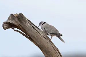 Kenya Prints: African Mourning Dove Streptopelia decipiens Kenya East Africa