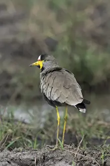 African Wattled Lapwing Vanellus senegallus Masai Mara Kenya