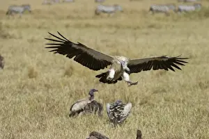 Kenya Prints: African White-backed Vulture Gyps africanus Masai Mara Kenya