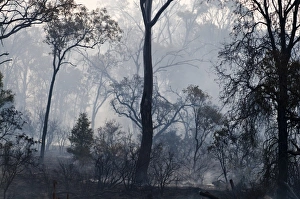 Aftermath of a bush fire near Charter Towers Queensland Australia Aftermath of a bush fire near Charter Towers Queensland Australia