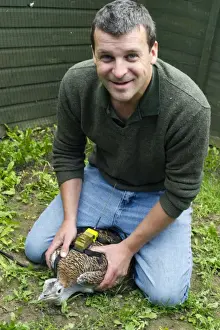Al Dawes of the Great Bustard Group fitting a radio transmitter to a Great Bustard