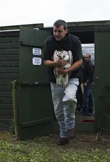 Al Dawes of the Great Bustard Group with a Great Bustard Otis tarda in preparation