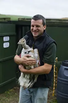 Al Dawes of the Great Bustard Group with a Great Bustard Otis tarda in preparation