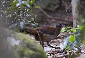 Australia Prints: Alberts Lyrebird Menura alberti male McPherson Range Australia