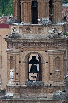 White Stork Ciconia ciconia colony on Cathedral in Alfaro Spain
