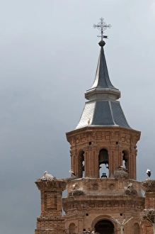 White Stork Ciconia ciconia colony on Cathedral in Alfaro Spain