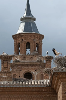 White Stork Ciconia ciconia colony on Cathedral in Alfaro Spain