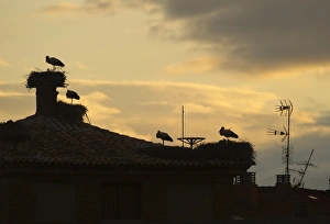 White Stork Ciconia ciconia colony on Cathedral in Alfaro Spain